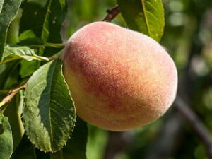 Laser Away the Peach Fuzz Before Summer